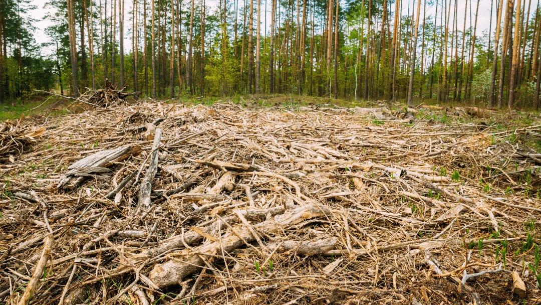 Land Degradation - NJIT Graphics