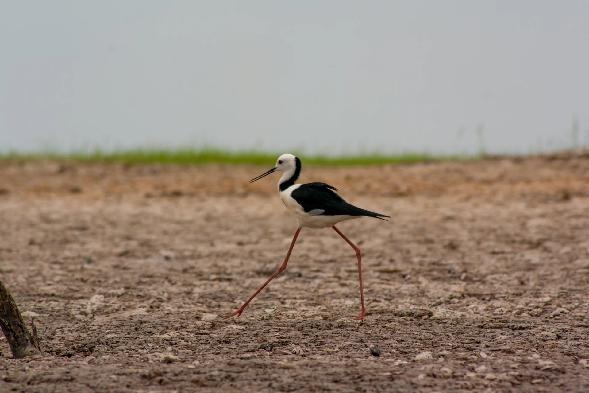 Indonesia - Black-winged stilt bird walking in Borneo